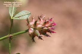 Image result for Trifolium spumosum
