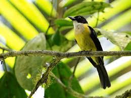 Image result for Leucas tettensis