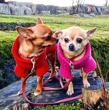 Chihus In Wintercoats Dog Coats Backdrops Backgrounds Chihuahua Names