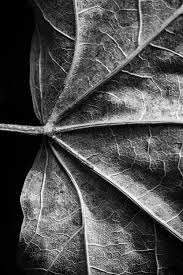 This is what draws our eyes in and around the frame. Black And White Leaf Print Abstract Leaf Wall Art Calming Etsy In 2021 Abstract Photography Prints Black And White Leaves Photography Prints Art