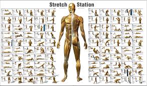 stretching charts free printable best picture of chart