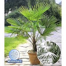 Innovative gestaltungstipps und tolle diy ideen warten auf dich! Garten Welt Winterharte Kubel Palme 1 Pflanze Grun Jetzt Im Bild Shop Bestellen