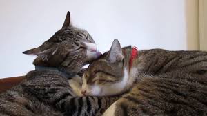 If the grooming is more than usual and you notice skin sores, patches of excessive licking may be caused by behavioural issues, allergies, parasites, other irritation, hormonal conditions, autoimmune diseases. Cats Licking Each Other Youtube