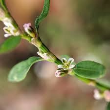 Image result for Polygonum aviculare