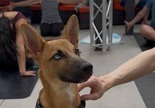 Rescue Puppy Yoga - The Werks