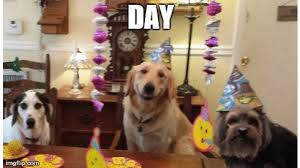 Offering premium dog grooming services for all shapes and sizes. Puppy Love Grooming By Lynn Home Facebook