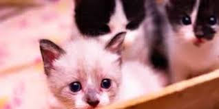 Tapi ada juga yang menyebutkan kalau kucing hamil selama 58 sampai 74 hari. 9 Tanda Tanda Kucing Mau Melahirkan Wajib Diketahui Bila Ingin Memelihara Merdeka Com