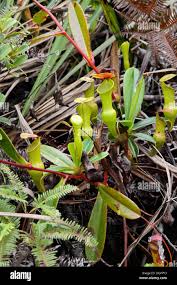 Image result for Lasiodiscus pervillei