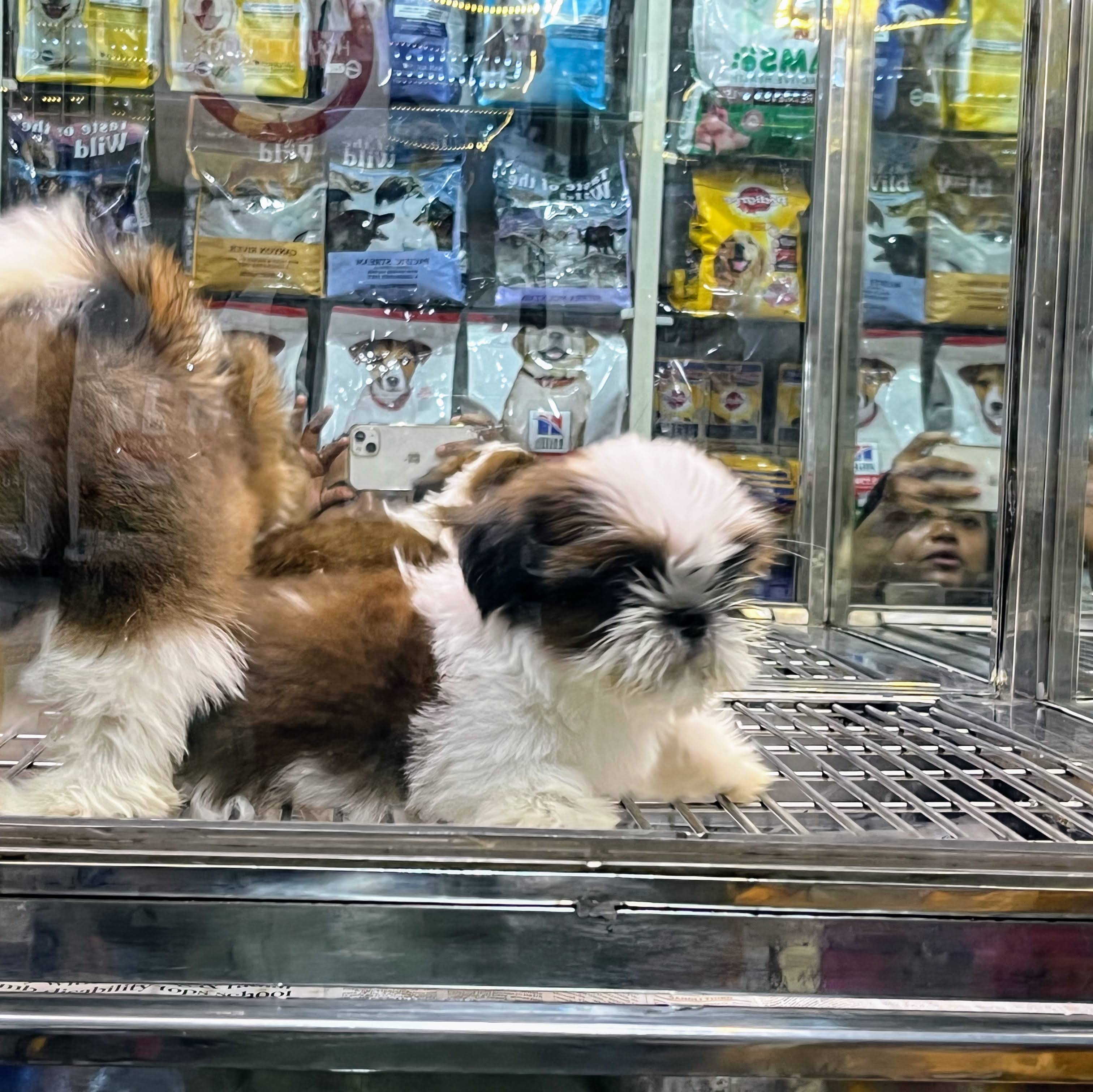 Shihtzu product image