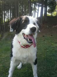 Black And White Border Collie Pointer Mix Border Collie English Setter Mix