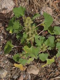 Image result for Xanthium strumarium