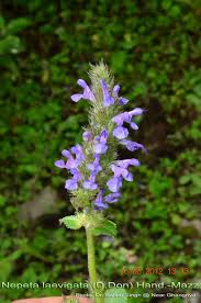 Image result for Platostoma coeruleum