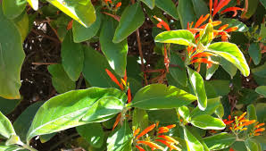 Image result for Justicia odora