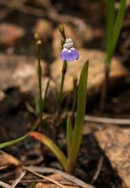 Image result for Linderniella wilmsii