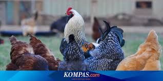 Maybe you would like to learn more about one of these? Peneliti Buktikan Ayam Tak Sebodoh Yang Kita Kira Halaman All Kompas Com