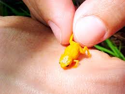 Black And Yellow Frog Animal Crossing Seven New Mini Frogs Found Among Smallest Known Frog Species Frog Cute Frogs