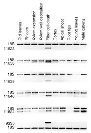 A genomic approach to investigate developmental cell death in woody tissues  of Populustrees | Genome Biology | Full Text