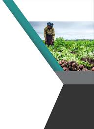 Image result for Chamaeclitandra henriquesiana