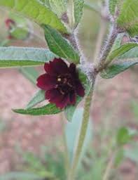 Image result for Aspilia kotschyi