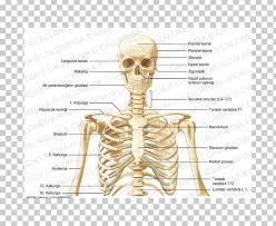 Head and neck test questions gross anatomy all cervical vertebra have a: Skeleton Bone Human Anatomy Neck Png Clipart Anatomy Anterior Triangle Of The Neck Arm Bone Cervical