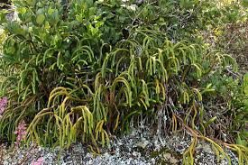 Image result for Huperzia dacrydioides