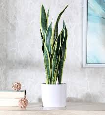Sometimes, people mix leaf pulp with apple juice, sugar cane or green tea and consuming as a treatment. 9 Incredible Benefits Of Snake Plant Snake Plant Benefits