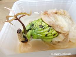 Faire Germer Un Noyau De Mangue Noyau Mangue Mangue Bouture Orchidee