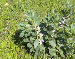 Image result for Vicia faba