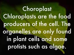 Maybe you would like to learn more about one of these? Plant Cells By Stella Cross