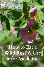 How To Eat A Wild Rose Roses For Food And Medicine Joybilee Farm Diy Herbs Gardening Recipe Wild Roses Medicinal Plants Herbs