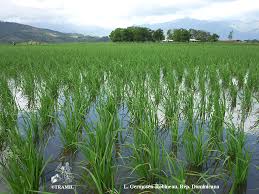 Image result for Oryza