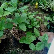 Cincau hitam di buat berbahan baku daun janggelan. Zplant Daun Cincau Hitam Janggelan Bibit Tanaman Terbaru Agustus 2021 Harga Murah Kualitas Terjamin Blibli