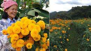 Colorful altars are erected in homes and public spaces featuring favorite foods, drinks (most notably, tequila) and personal mementos of the deceased. Marigold The Typical Flower To Celebrate The Day Of The Dead