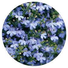 Image result for Lobelia erinus