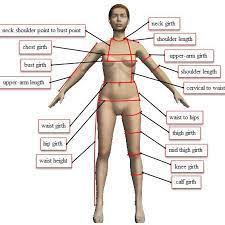 Torso, head (2 parts), 1/2 of the brain, 2 lungs, heart (2 parts), stomach, liver, intestines. Virtual Human Body Model With Body Dimensions Vii Extracting Download Scientific Diagram