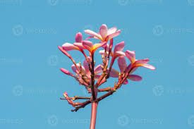 Image result for Plumeria rubra