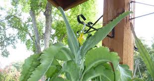 Image result for Kalanchoe crenata