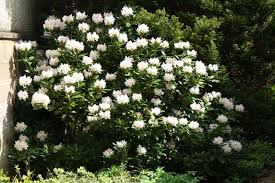 Rhododendron Cunningham S White Shade Garden White Gardens Gorgeous Gardens
