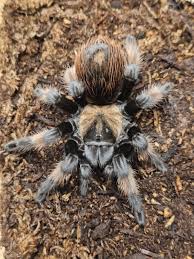 Image result for Emilia brachycephala