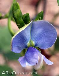 Image result for Psophocarpus grandiflorus