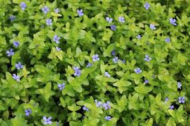 Image result for Bacopa