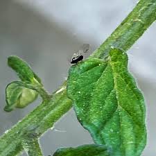 Image result for BLACKFLY ON TOMATO PLANTS