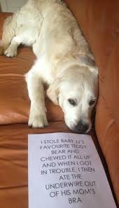 pin auf dog dog who dere
