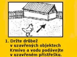 Přinášíme dva různé názory na nebezpečí spojená s ptačí chřipkou. Sedm Rad Malochovatelum Slepic Jak Se Vyhnout Nakaze Ptaci Chripkou Idnes Cz