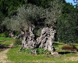 Find out how many years it takes your fruit trees to bear fruit. Pin On Olive Tree Retreat