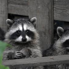 They act alone or in groups; Police Investigate Reports Of Zombie Raccoons The Spokesman Review