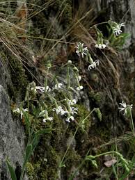 Image result for Silene kiwuensis