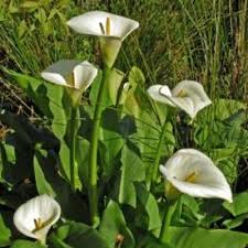 Image result for Zantedeschia aethiopica