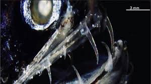 Predators With Virtually Invisible Fangs Prowl The Deep Sea Quartz