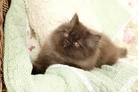 Use the search tool below and browse adoptable havana browns! Chocolate Persian Kittens Chocolate Persians Chocolate Catspersian Himalayan Kittens For Sale In A Rainbow Of Colors In Business For 32 Years
